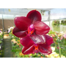 Phal. Mituo King BBR