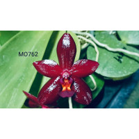 Phal. Mituo King x Cornu Cervi
