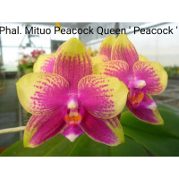 Phal. Mituo Peacock Queen
