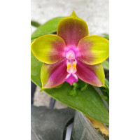Phal. Mituo Princess