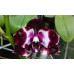 Фаленопсис Мітуо Рефлекс ДД Блек Тайгер (Mituo Reflex DD Black Tiger)