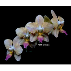 Phal. Mituo Shin Perfume x Stuartiana Yellow