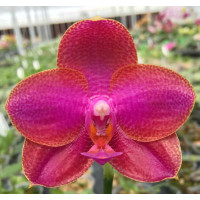 Phal. Mituo Sun x Mituo Prince