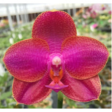 Phal. Mituo Sun x Mituo Prince