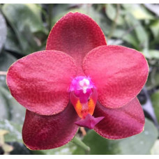 Phal. Mituo Sun x Palace Reef Red