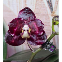 Phal. Mituo Sunrise Snow Red