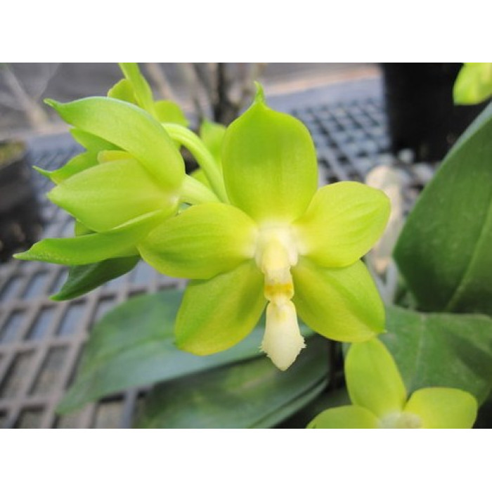 Фаленопсис (Nobbys Green Eagle x Tsays Evergreen)