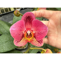 Phal. OX Van Gogh
