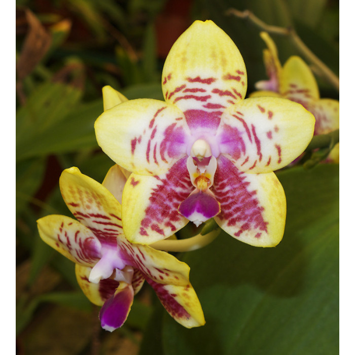 Фаленопсис Оркид Ворлд (Orchid World)