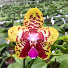 Phal. Orchid World
