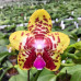 Фаленопсис Оркид Ворлд (Orchid World)