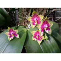 Phal. Penang Girl THA38