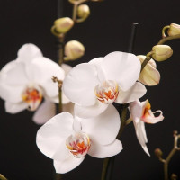 Phal. Polar Bear Phal. Polar Bear