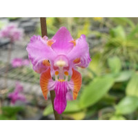Phal. Pulcherrima x sib