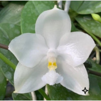 Phal. Rainbow Falconer x Yaphon Database