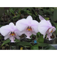 Phal. Rothschildiana