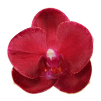 Phal. Ruyi Rose Phal. Ruyi Rose