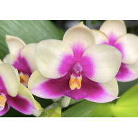 Phal. SG Passion