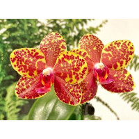 Phal. Salu Peoker JS-1