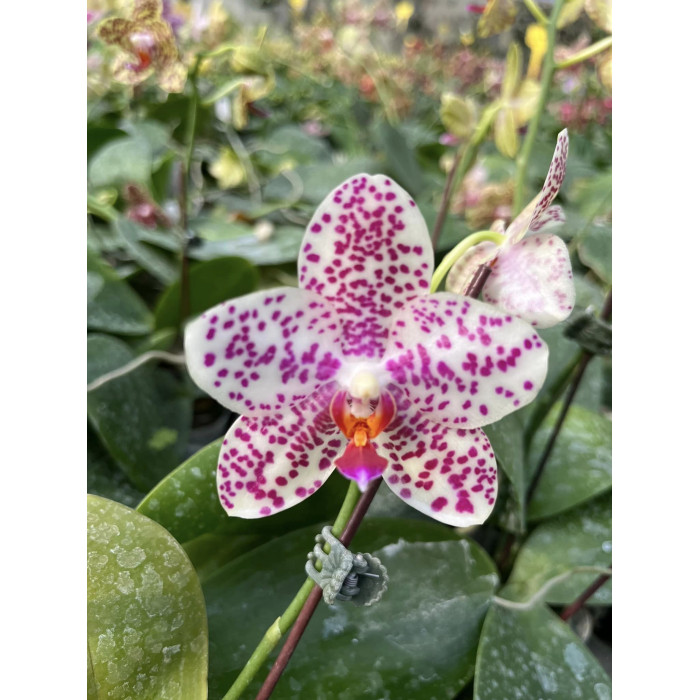 Фаленопсис Салюс Спот Гігантея (Salus Spot x Gigantea)