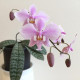 Phal. Schilleriana