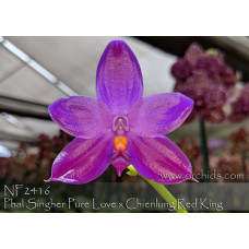 Phal. Shingher Pure Love x Chienlung Red King