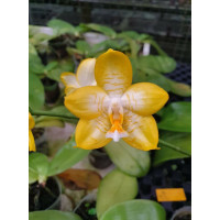 Phal. Sogo Manager x Gelbliber