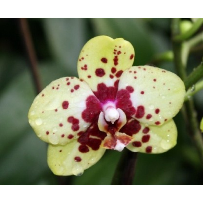 Фаленопсис Сого Перл (Sogo Pearl)