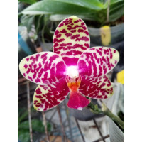 Phal. Sogo Relex FS-22