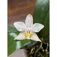Phal. Stuartiana Yellow x (KS Balm x Yaphon Perfume)