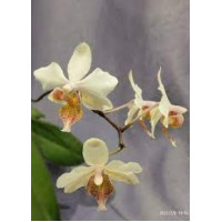 Phal. Stuartiana Yellow x Cassandra