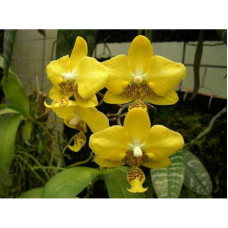 Phal. Stuartiana Yellow x sib 1,7