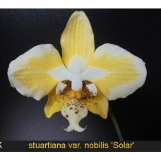 Phal. Stuartiana var. Nobilis Solar