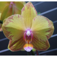 Phal. Sunsplash