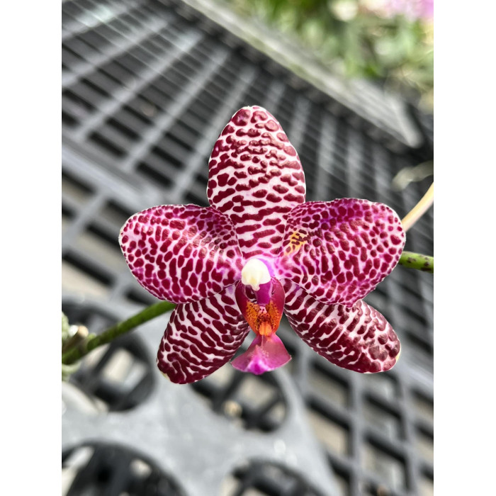 Фаленопсис Тетраспис x (Митуо Сан x Гигантея) ((Tetraspis x (Mituo Sun x Gigantea))