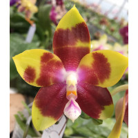 Phal. Tying Shin Fly Eagle TS-66
