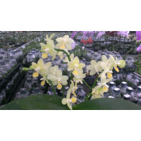 Phal. Tzu Chiang Balm x Sogo Manager