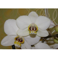 Phal. Valencia Phal. Valencia