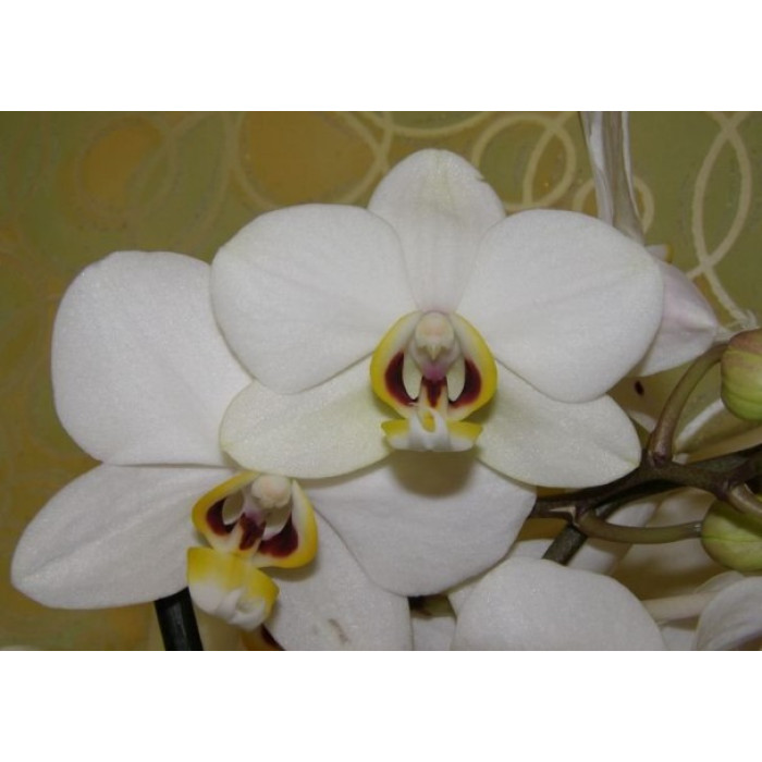 Фаленопсис Валенсия (Valencia) Фаленопсис Валенсия (Valencia)