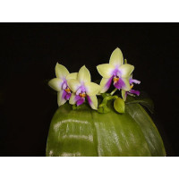 Phal. Violacea Borneo