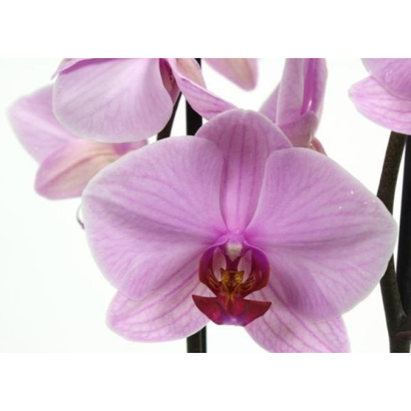 Орхидея Phal. Washington - купить, доставка Украина