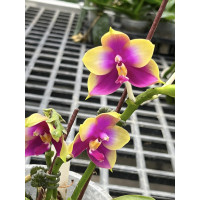 Phal. YangYang Pink Mary x Hawaii Dragon Girl 