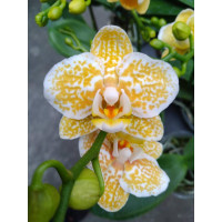 Phal. Yaphon Golden Leopard 1,7