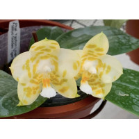 Phal. Yaphon Love Song
