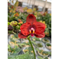 Phal. Yaphon Pink Grape Black Eagle