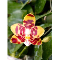 Phal. Yaphon Sir x (Venosa x Micholitizii)