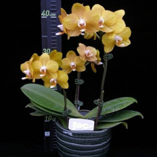 Phal. Younghome Woody