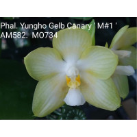 Phal. Yungho Glen Canary Mituo #1