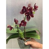 Phal. Zheng Min Anaconda x Yaphon Dragon Maiden