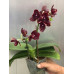 Фаленопсис (Zheng Min Anaconda x Yaphon Dragon Maiden)